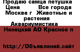 Продаю самца петушка › Цена ­ 700 - Все города, Москва г. Животные и растения » Аквариумистика   . Ненецкий АО,Красное п.